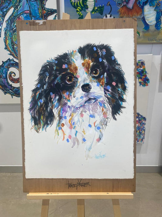 Tri-Coloured King Charles